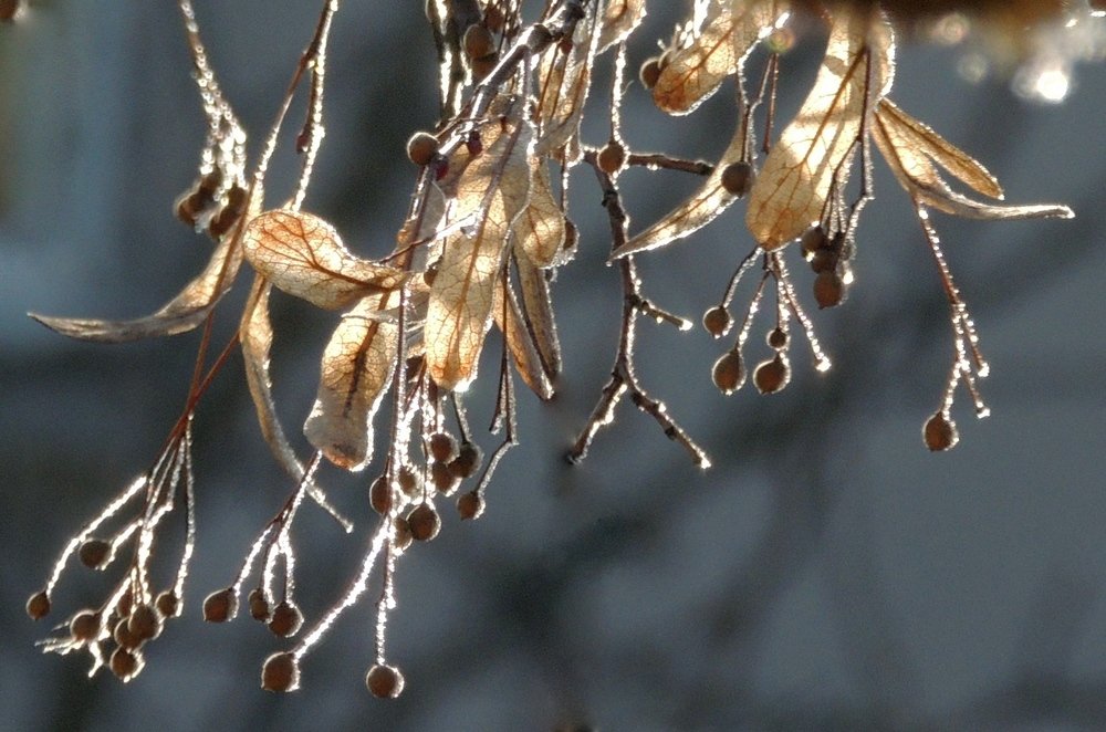 Веточка на солнце