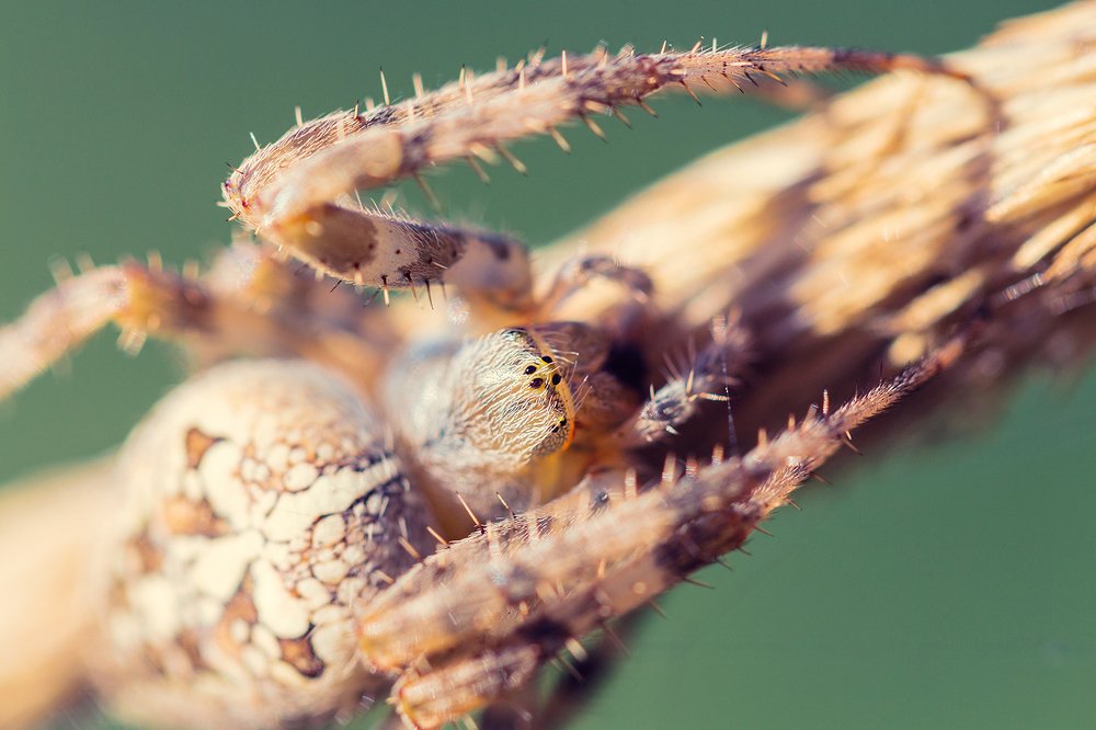 European garden spider portrait
