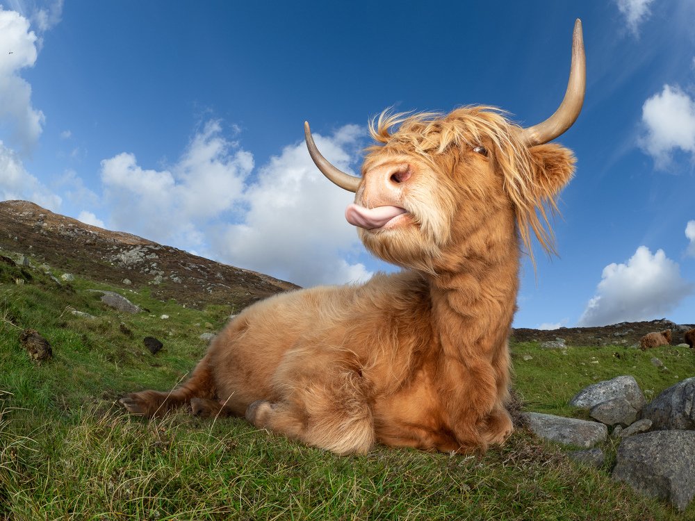 Highlands Cow