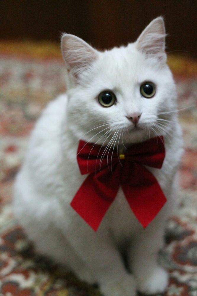 Photograph by Ирина Поваляева