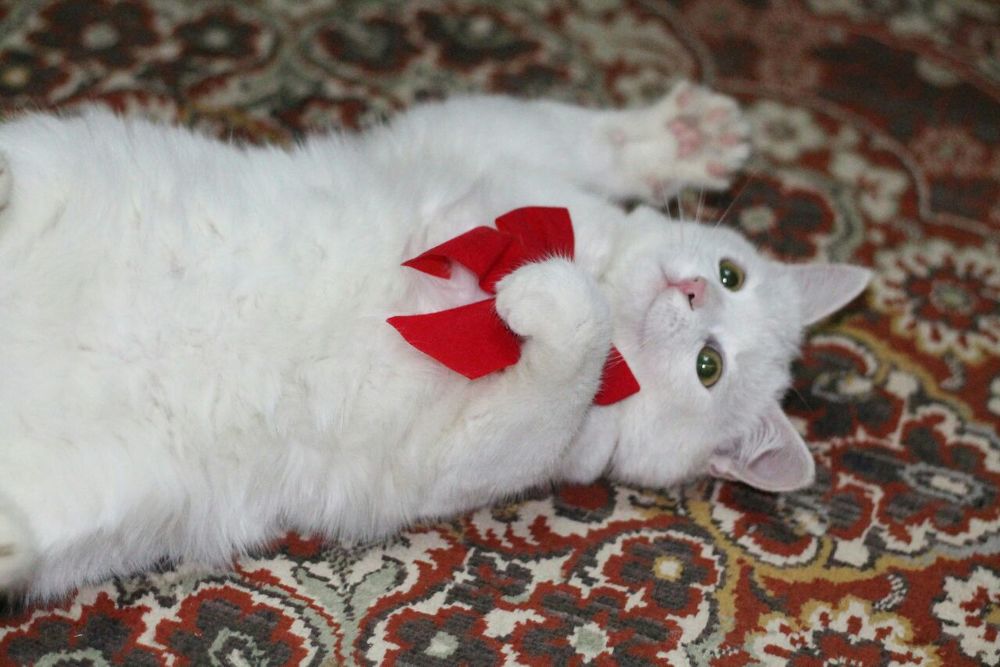 Photograph by Ирина Поваляева