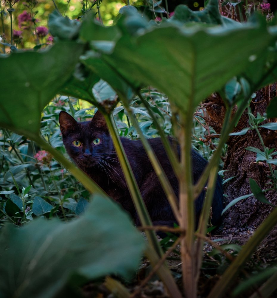 Избегая прохожих