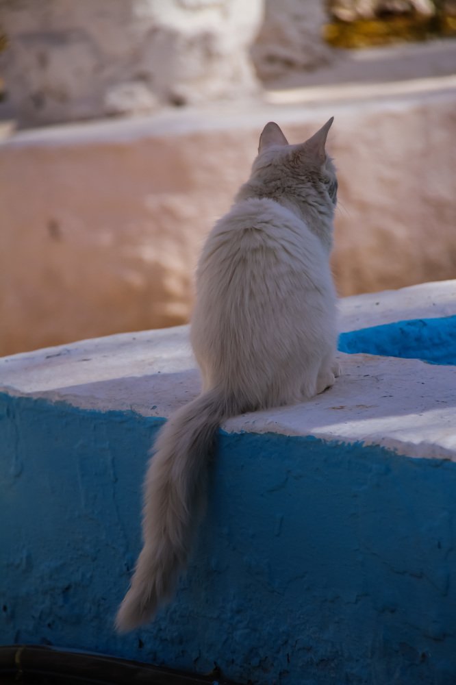 White cat