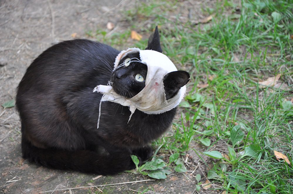 Раненая кошка