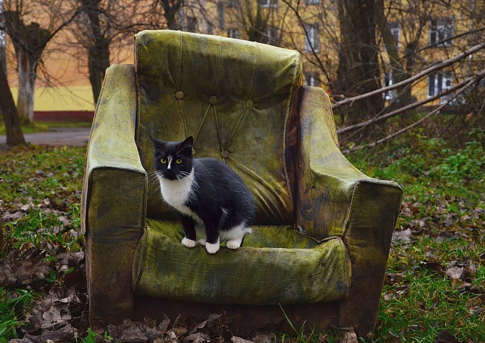 Кот Бегемот