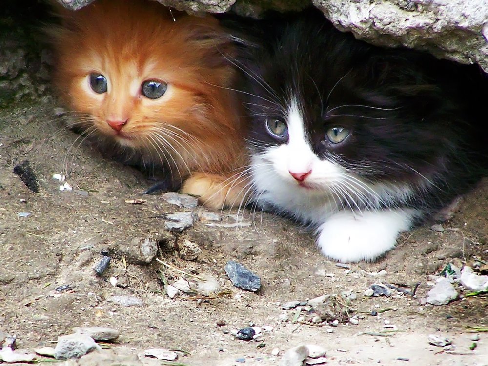 Дети подземелья.