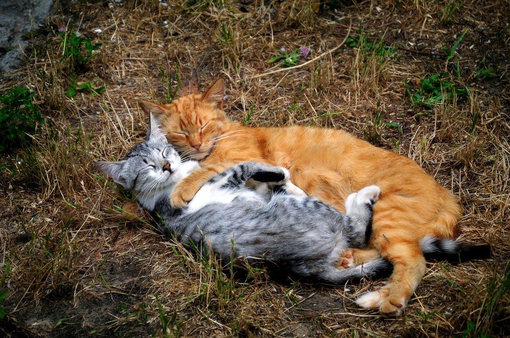 Сладкая парочка