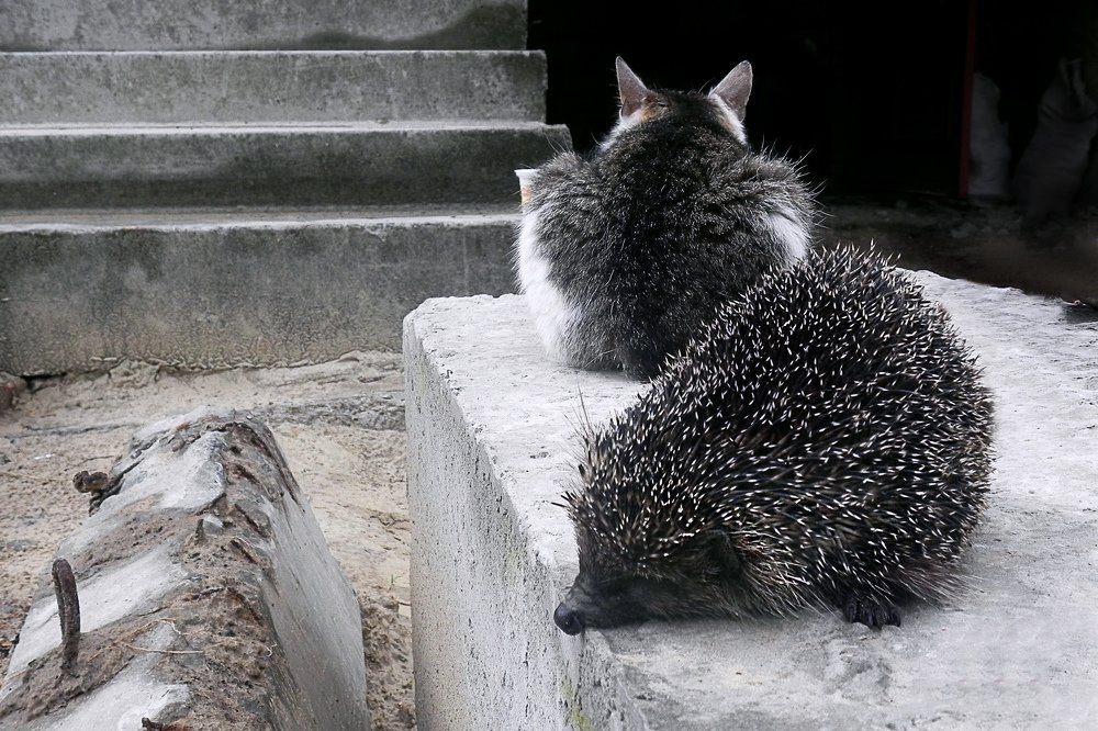 Дружбы не получилось.