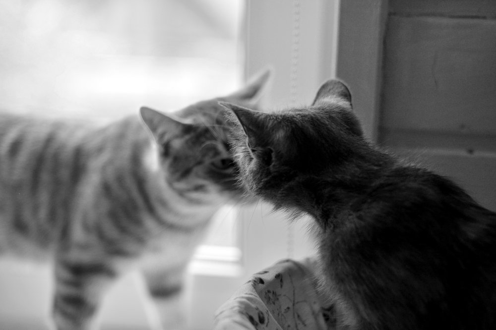 Photograph by Алёна Бушвехтерс