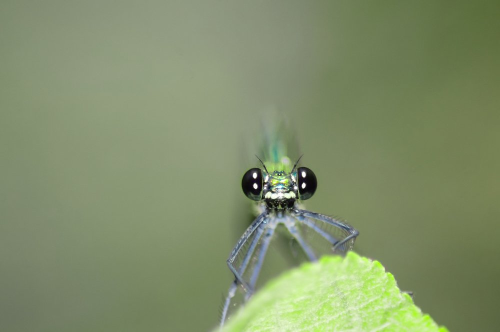 Красотка-девушка