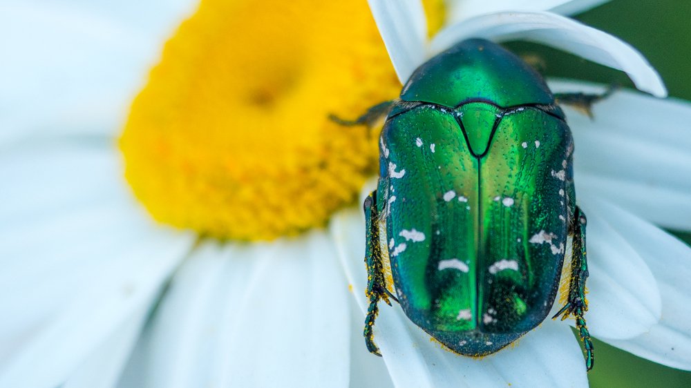 Photograph by Евгений Шмидт