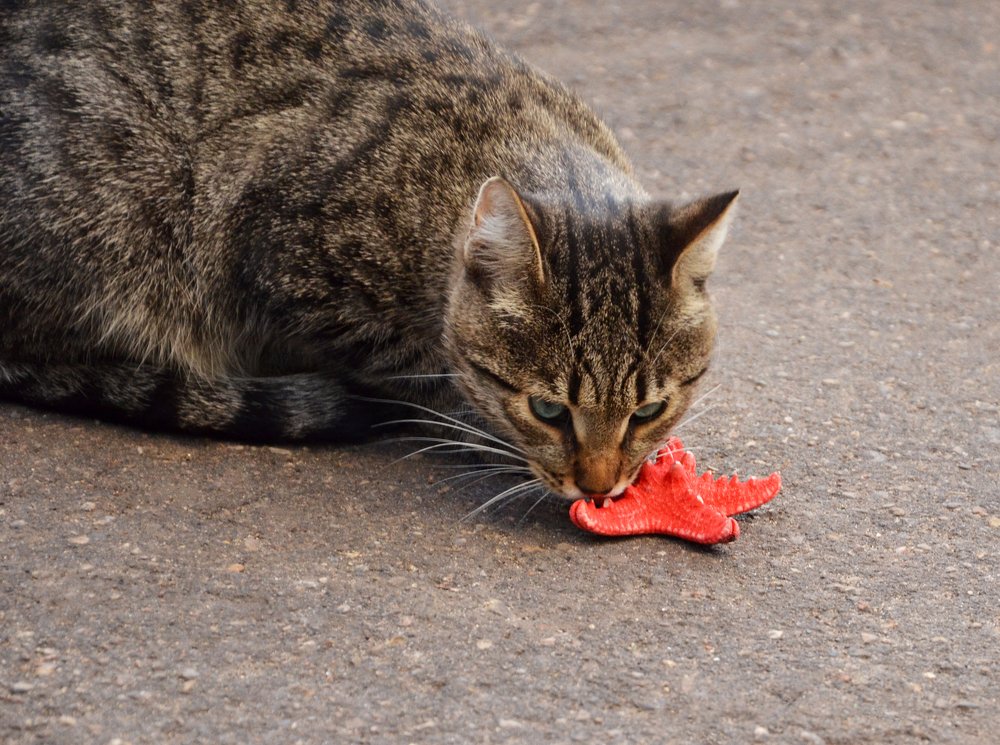 Любовь к красному