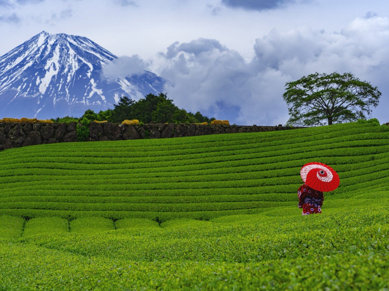 FUJI from the Tea Garden
