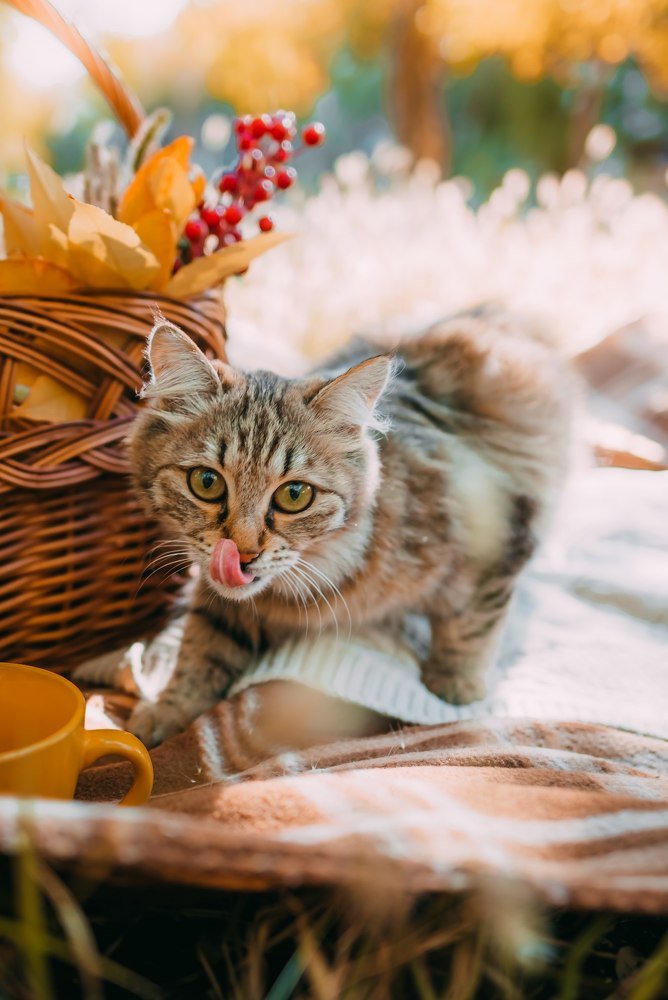 Фотография автора Дарья Шевченко