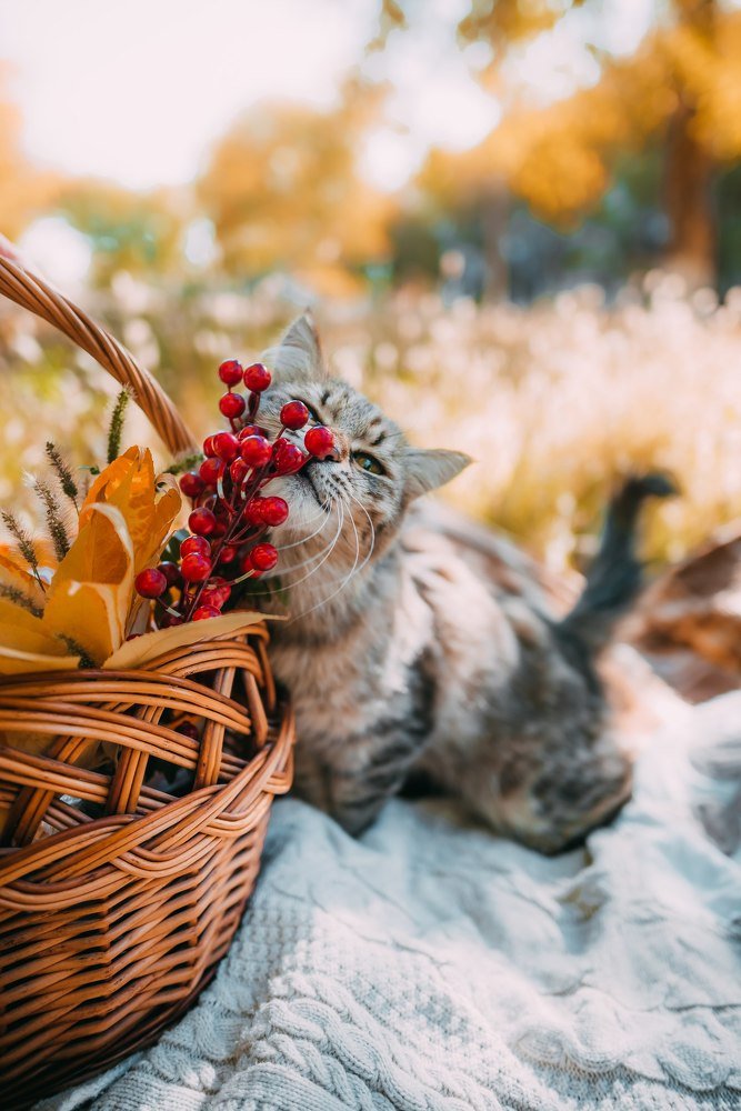 Фотография автора Дарья Шевченко