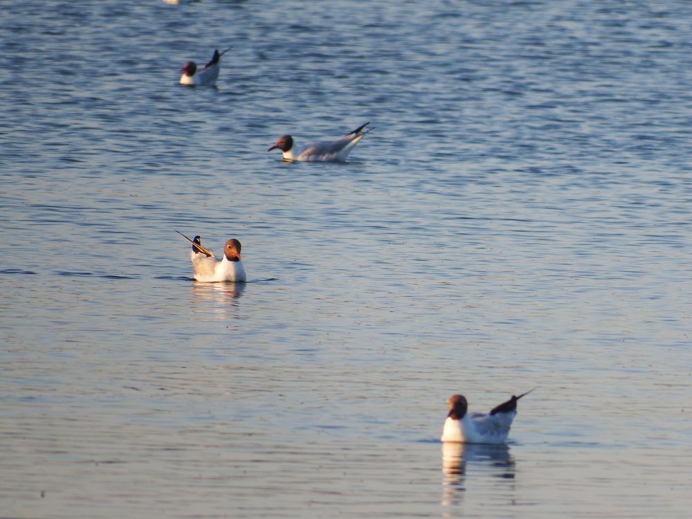 Чайки