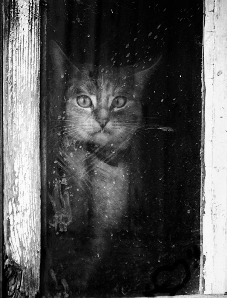 оконная кошка*