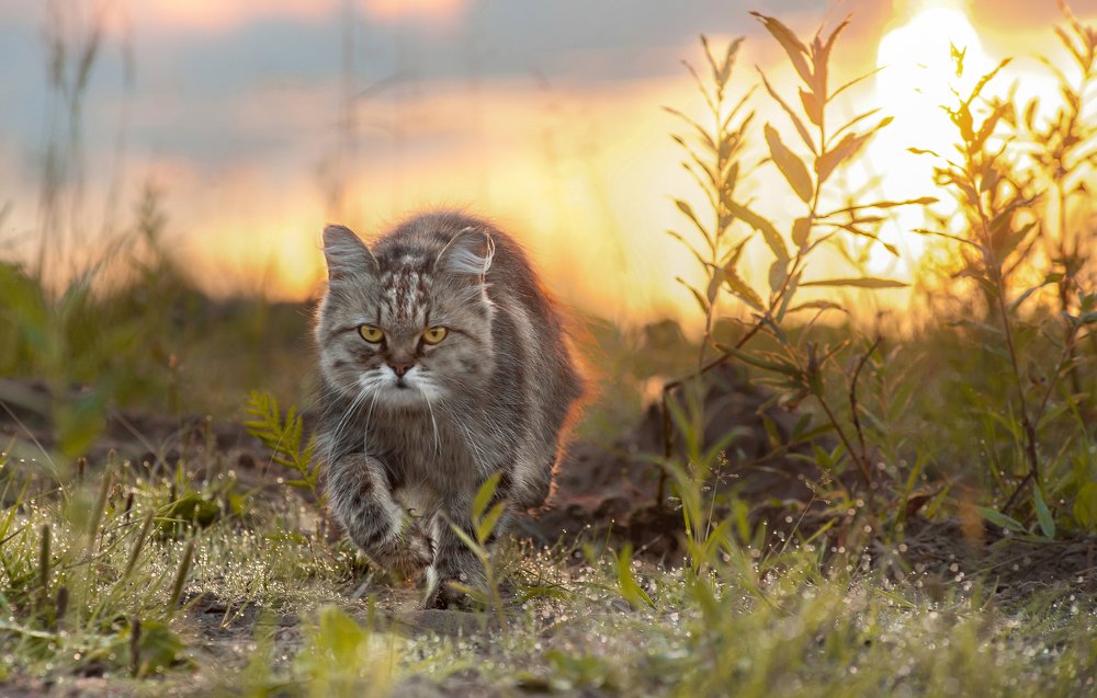 Утренний охотник.