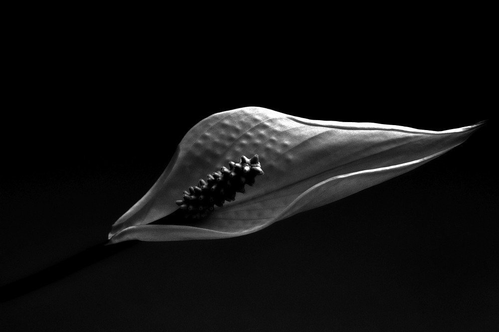 Photograph by Елена Боржковская