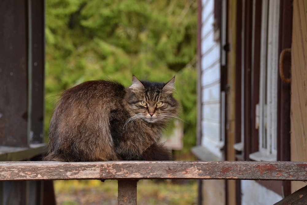 Photograph by Елена Боржковская