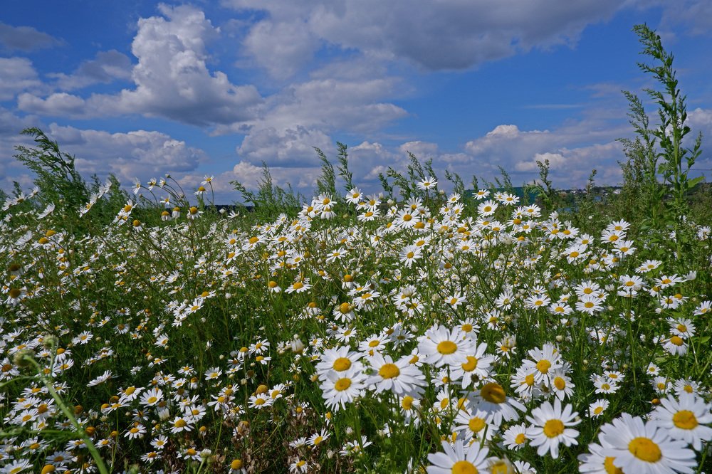 Ромашковое лето