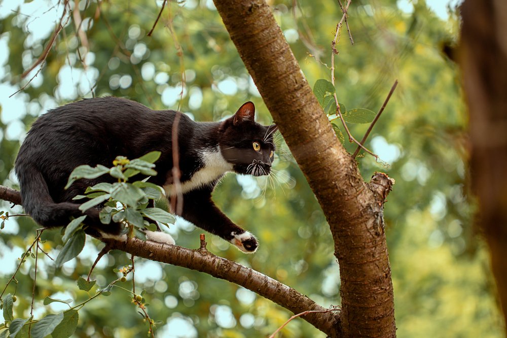 Черный котенок охотится