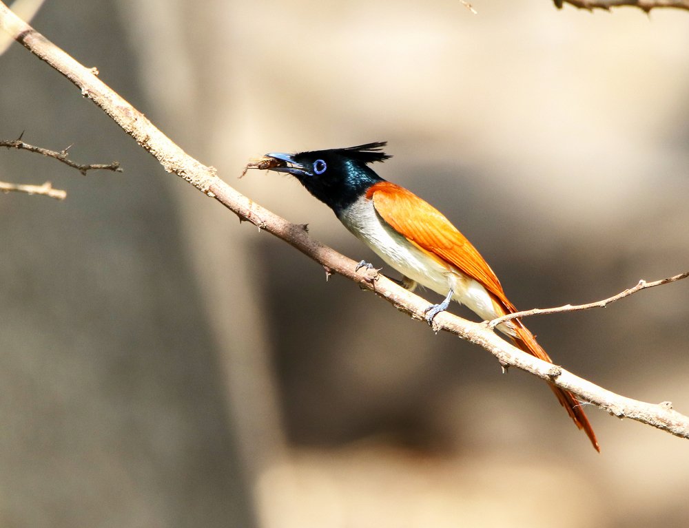 Indian paradise flycatcher with kill.