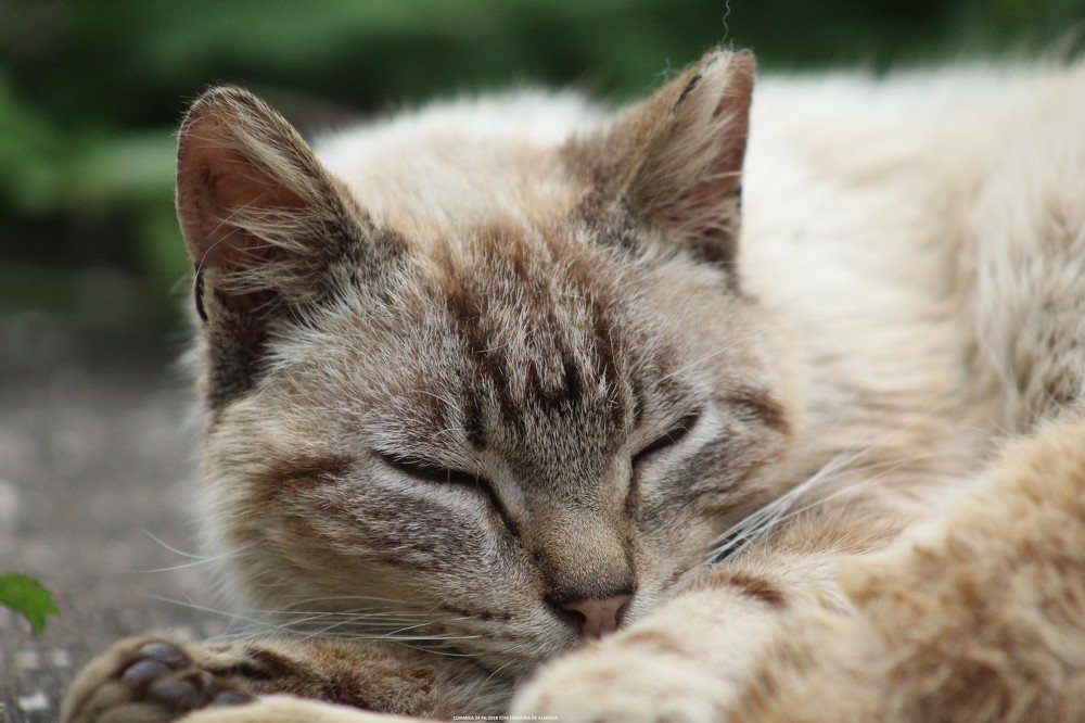 Felis silvestris catus