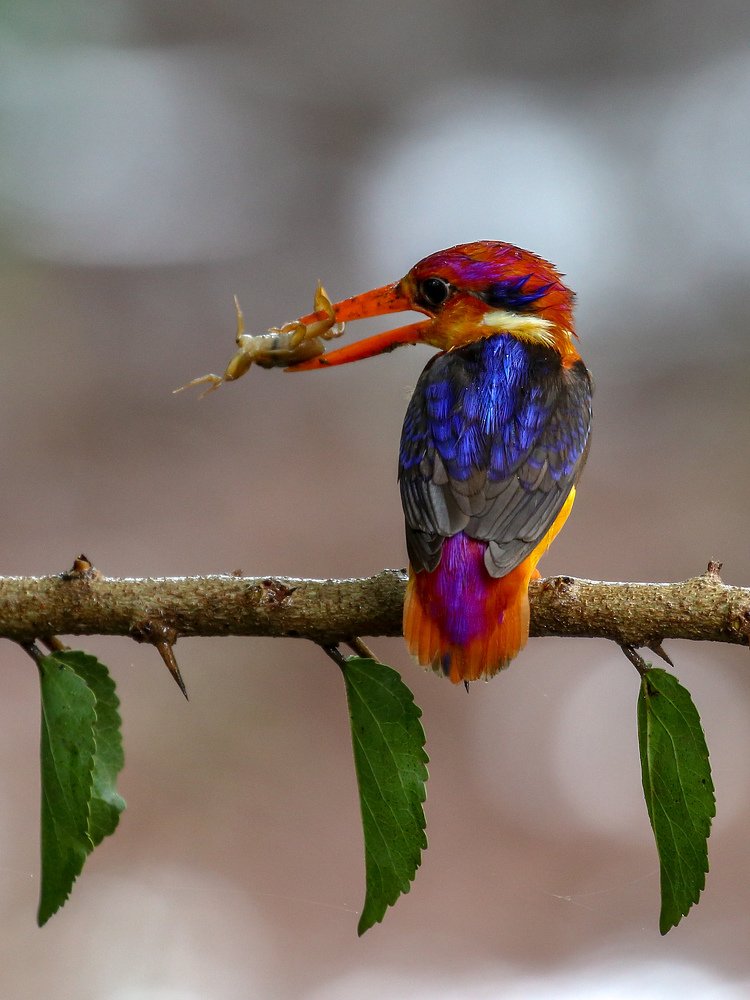 King of Kingfisher's