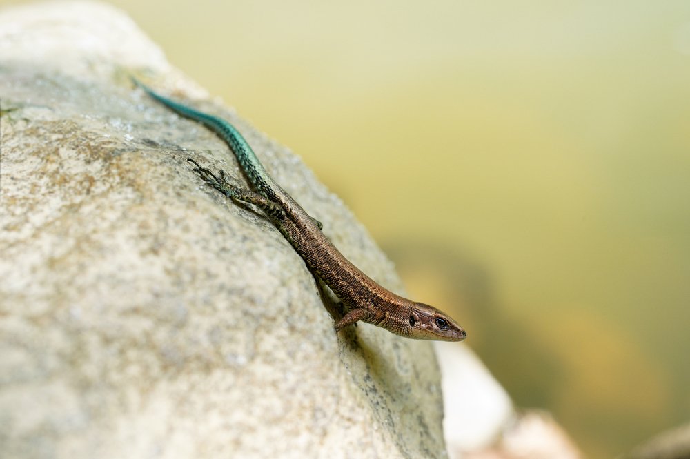 Ящерица обновления