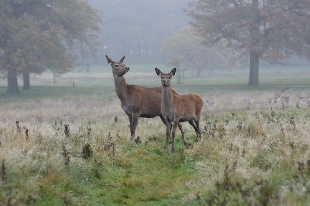 Deers