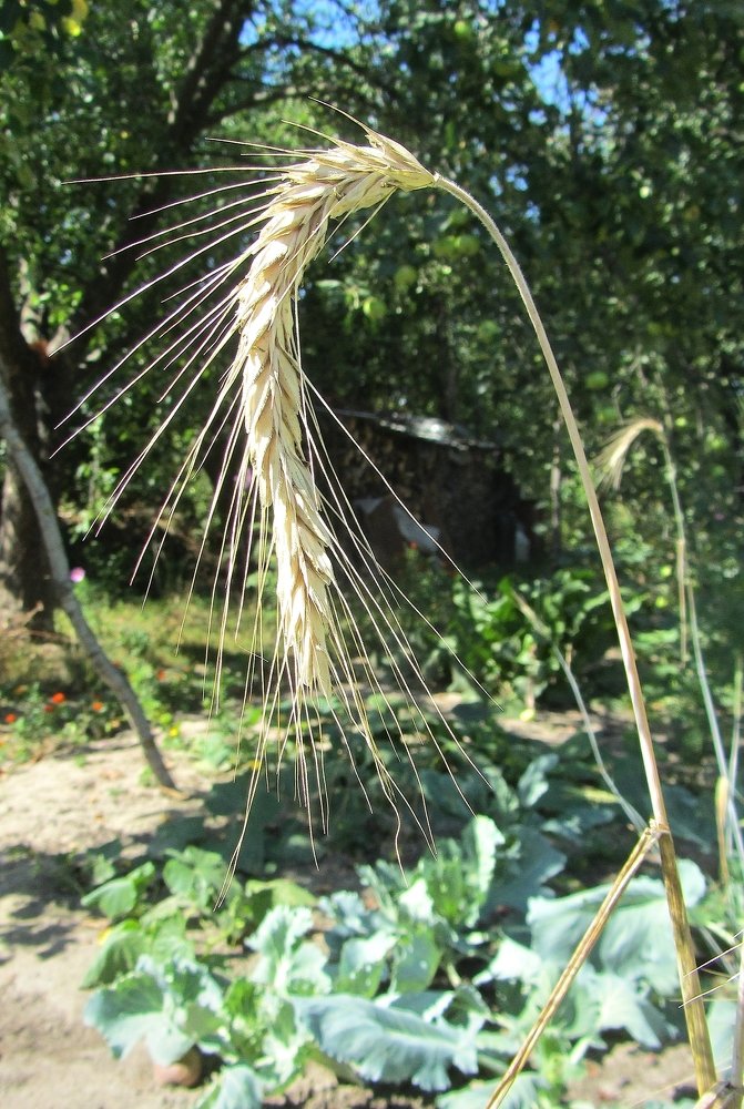 Колосок ржи