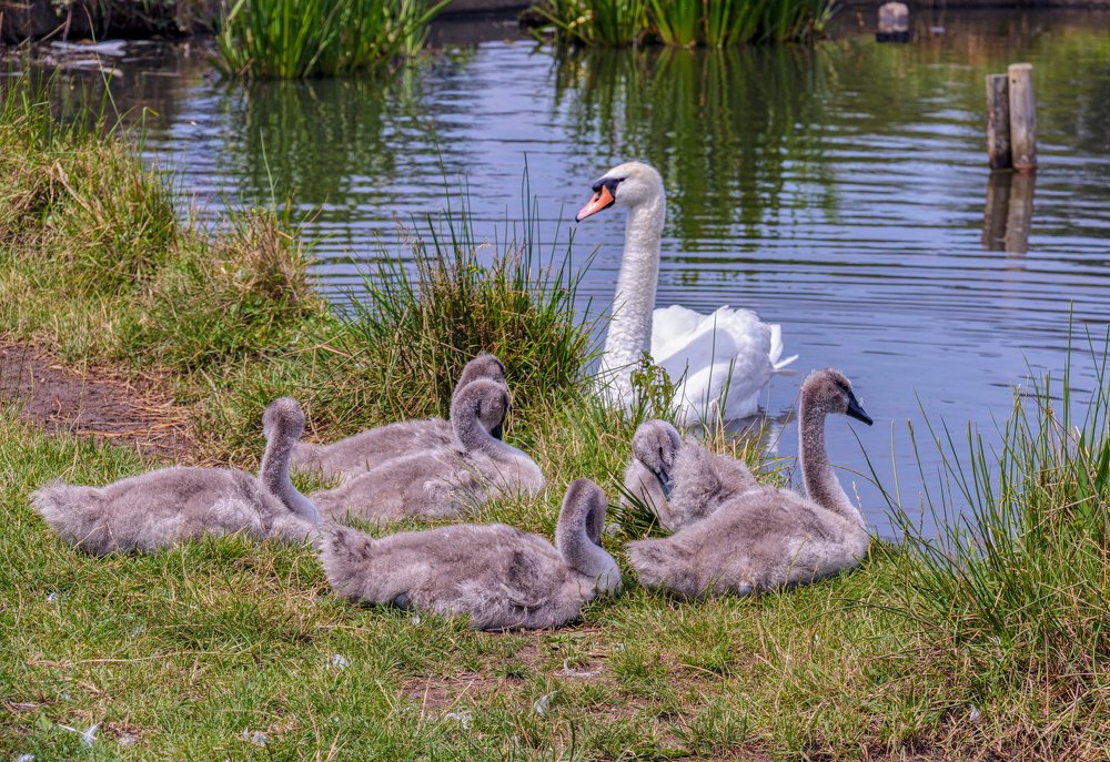 Лебединая семья