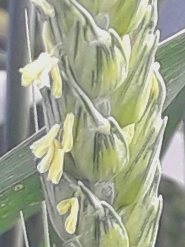 Цветение пшеницы