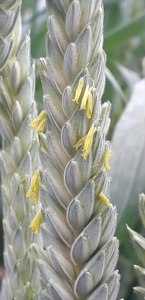 Цветет пшеница