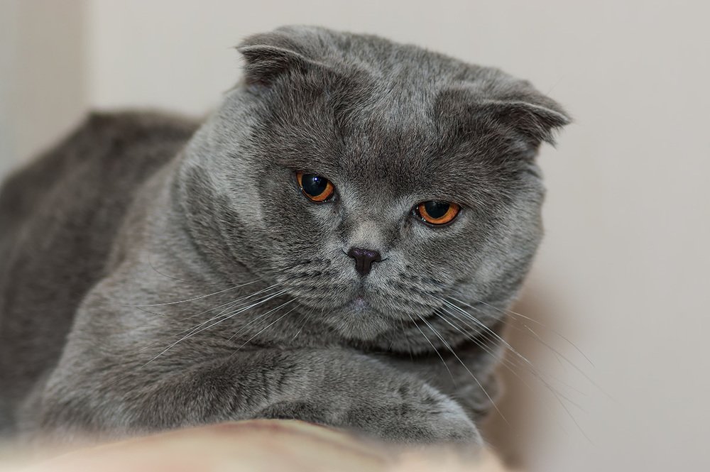 Портретное ...