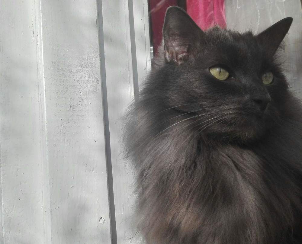 Фотография автора Оксана Зеленко