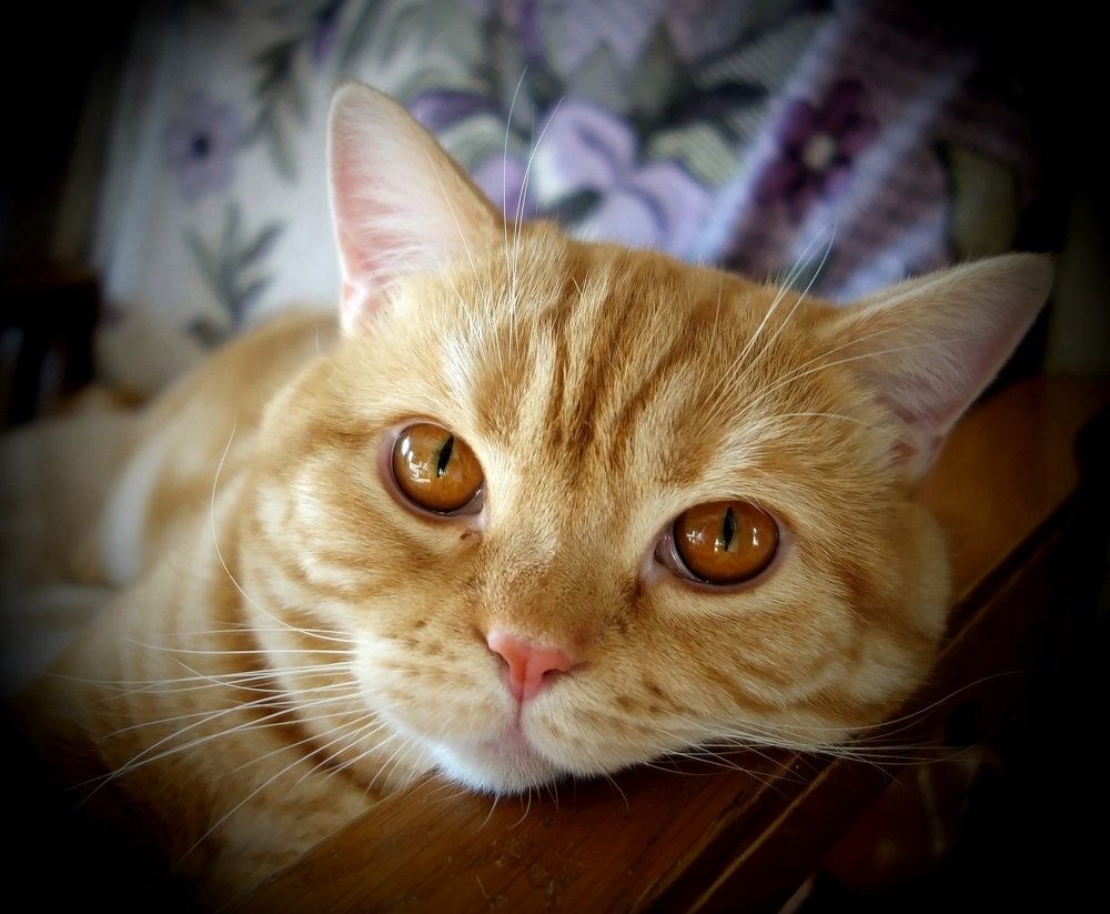 Медовый взгляд.