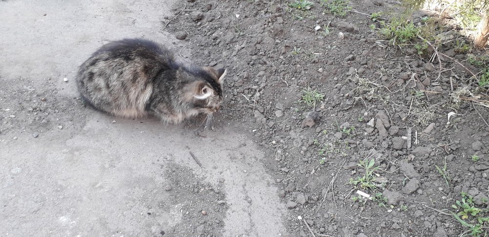 Кошки - мышки