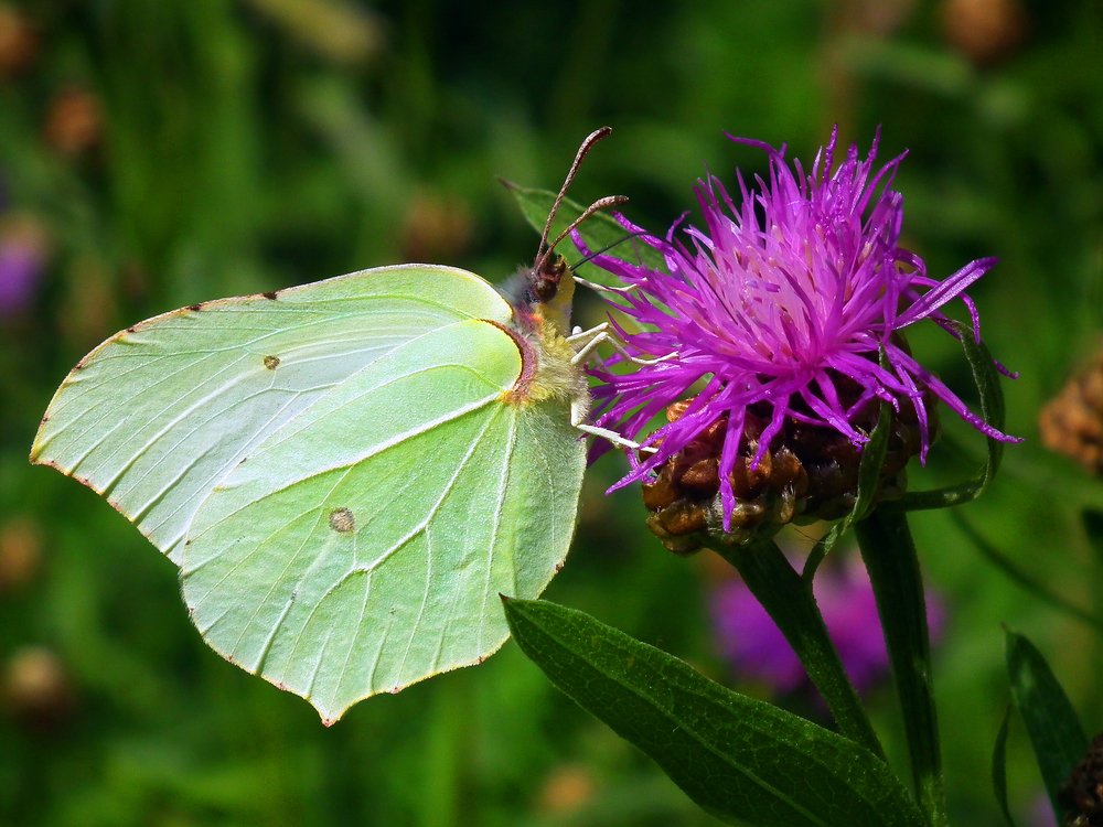 Лёкгий завтрак.