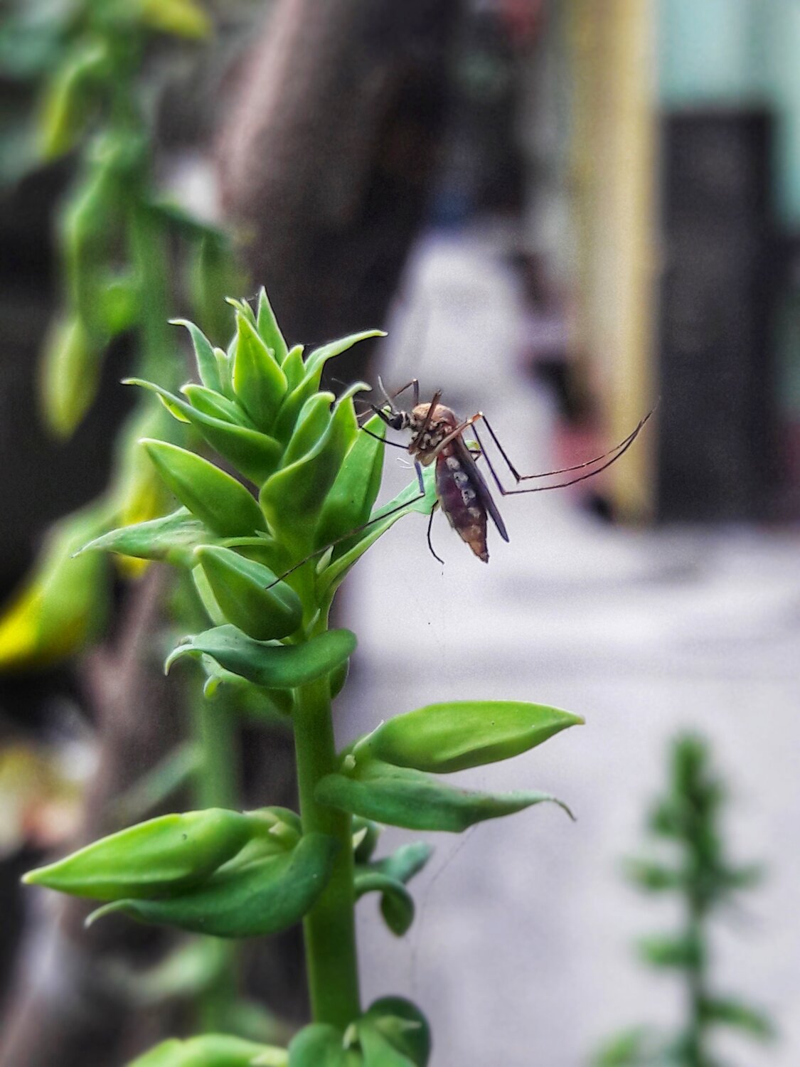 The Mosquito