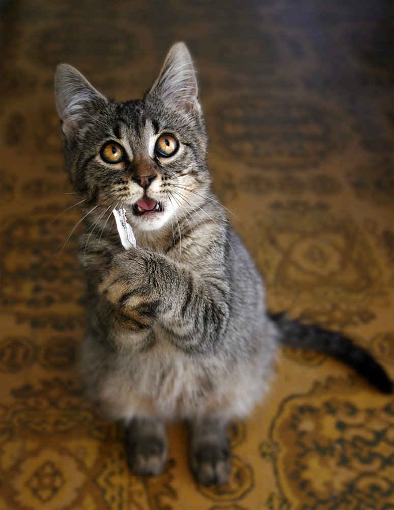 Боже, преврати эту бумажку в сосиску!