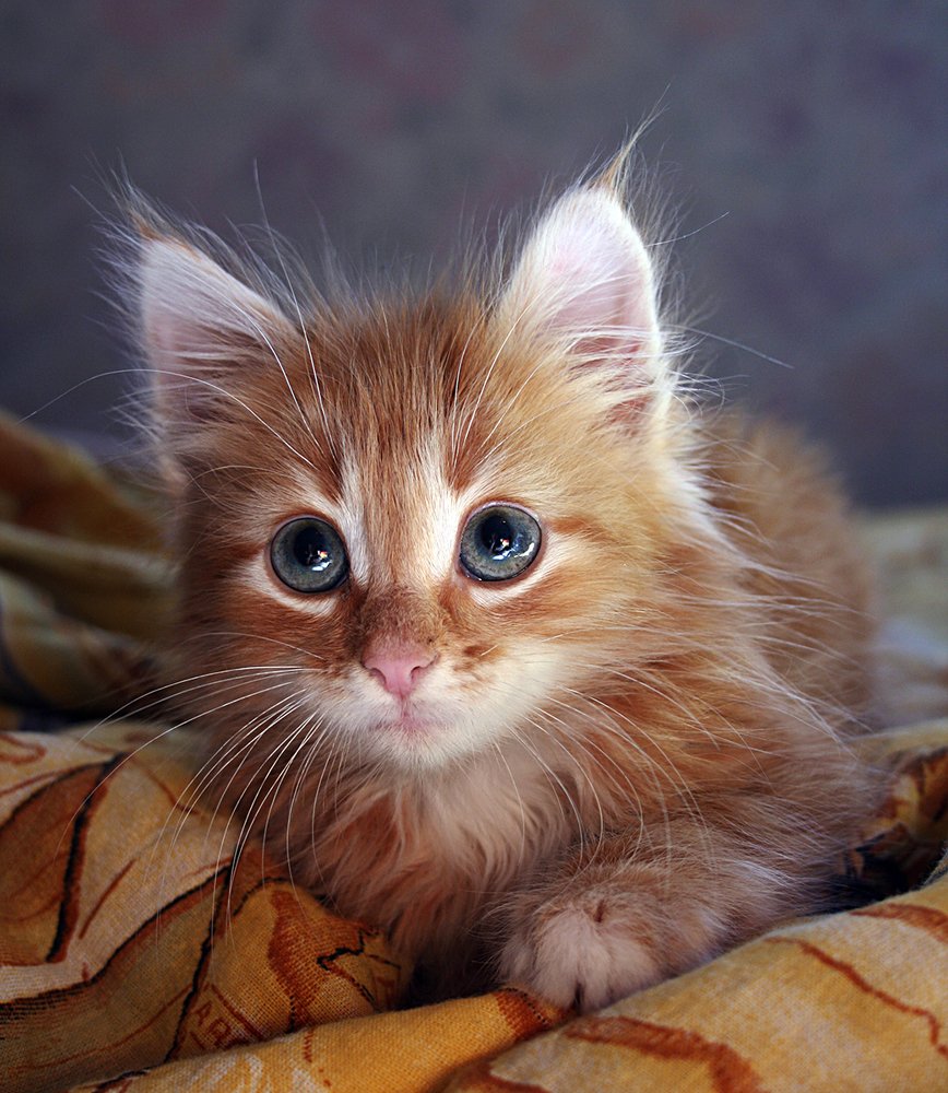 Подарок осени