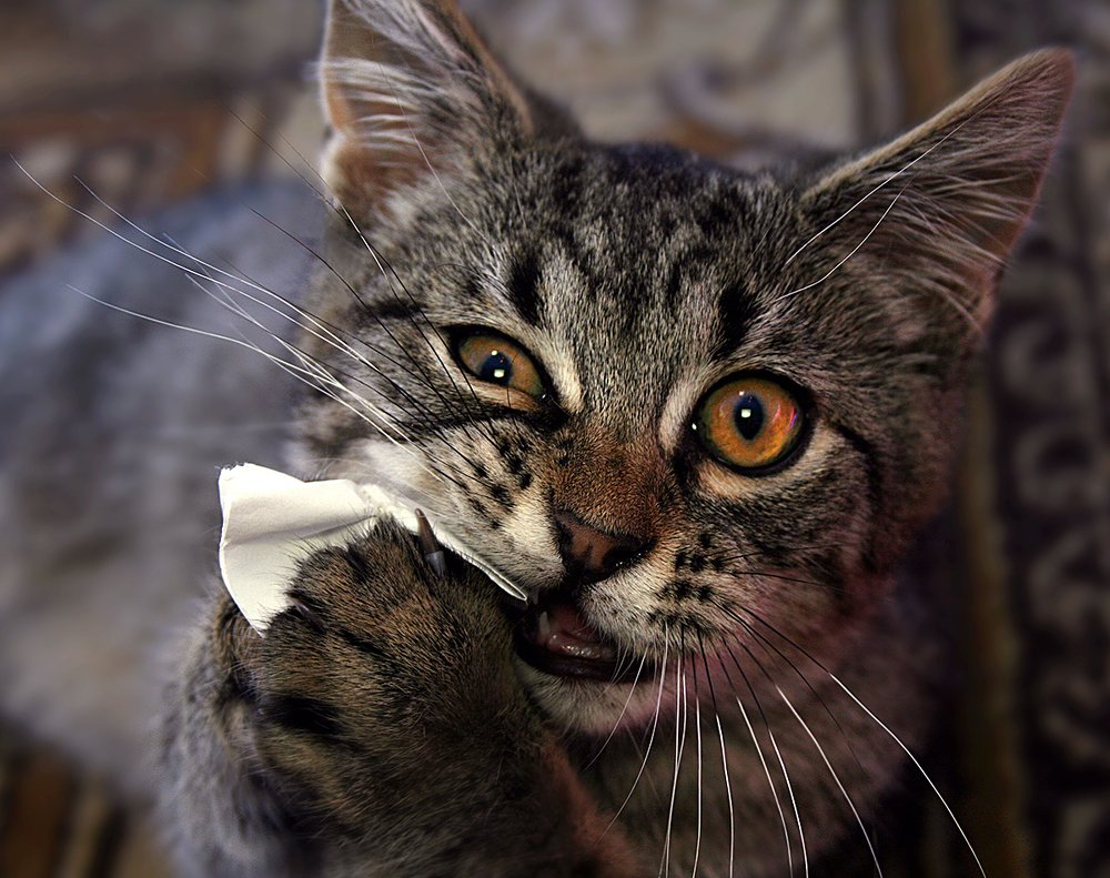 Спасибо мама, я поел!