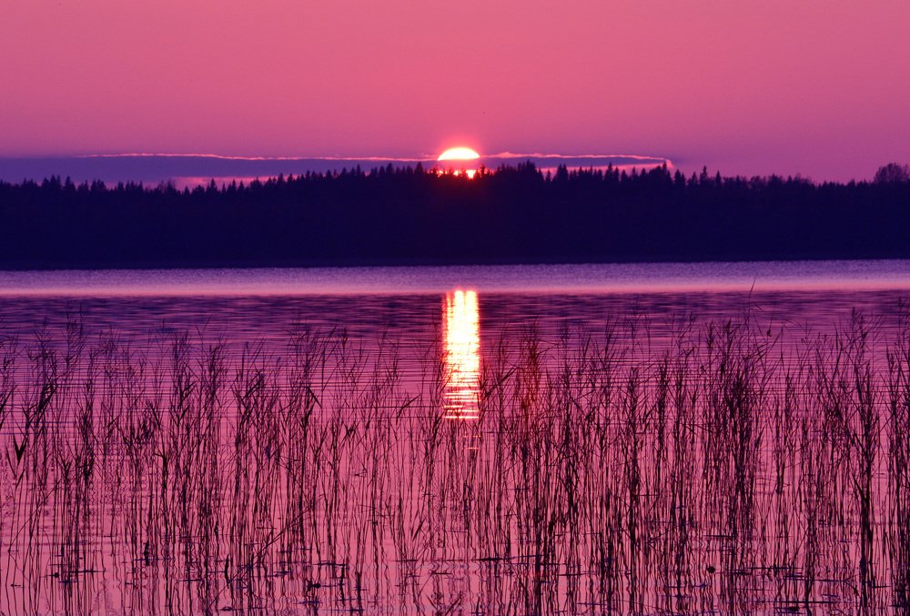 Золотая дорожка