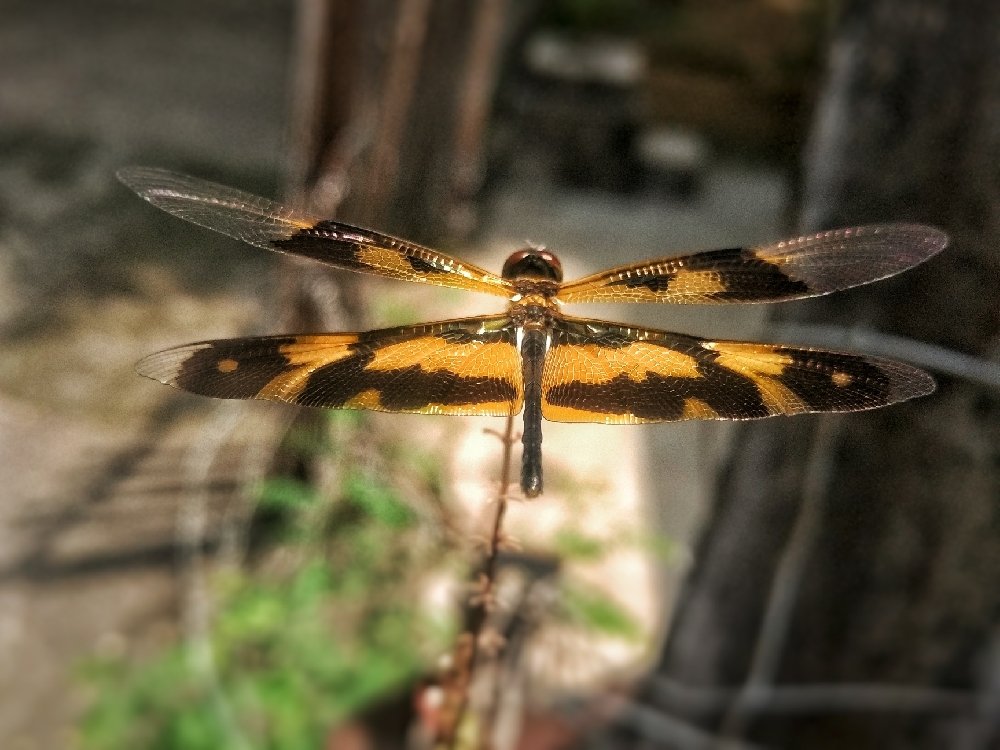 Dragon Fly