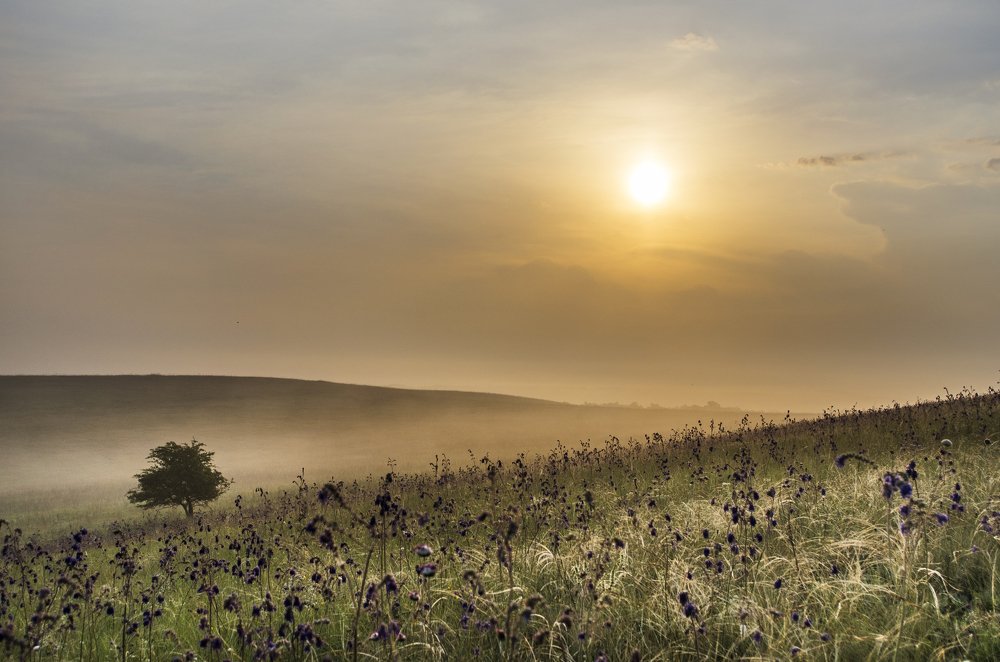 Утро в степи