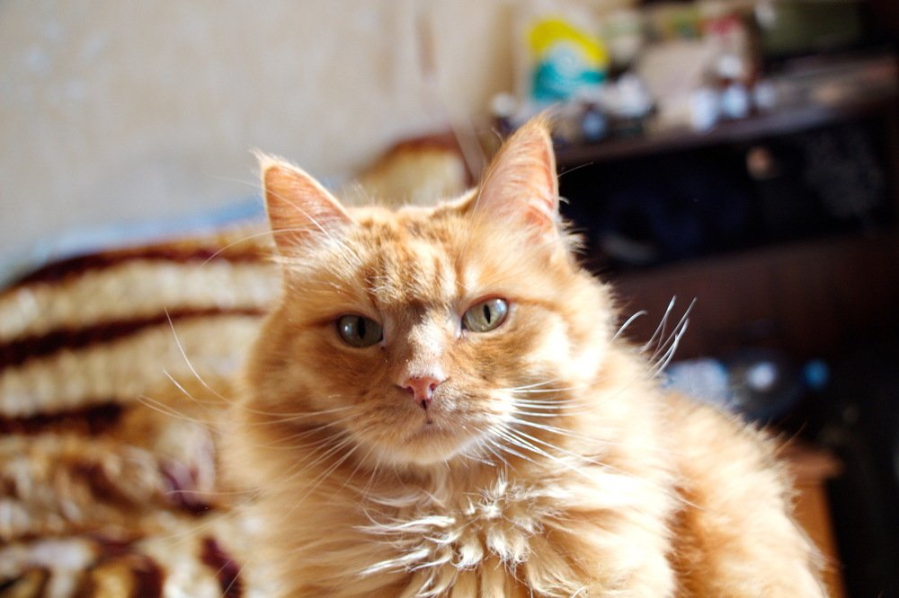 кот Матроскин