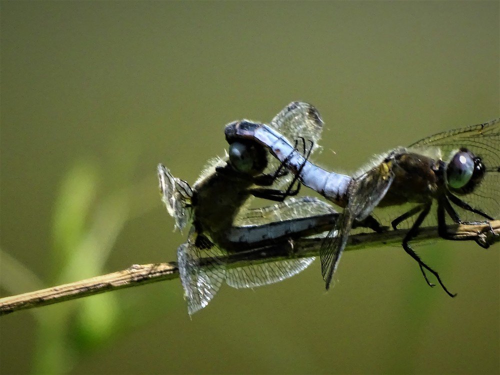 Insect communication