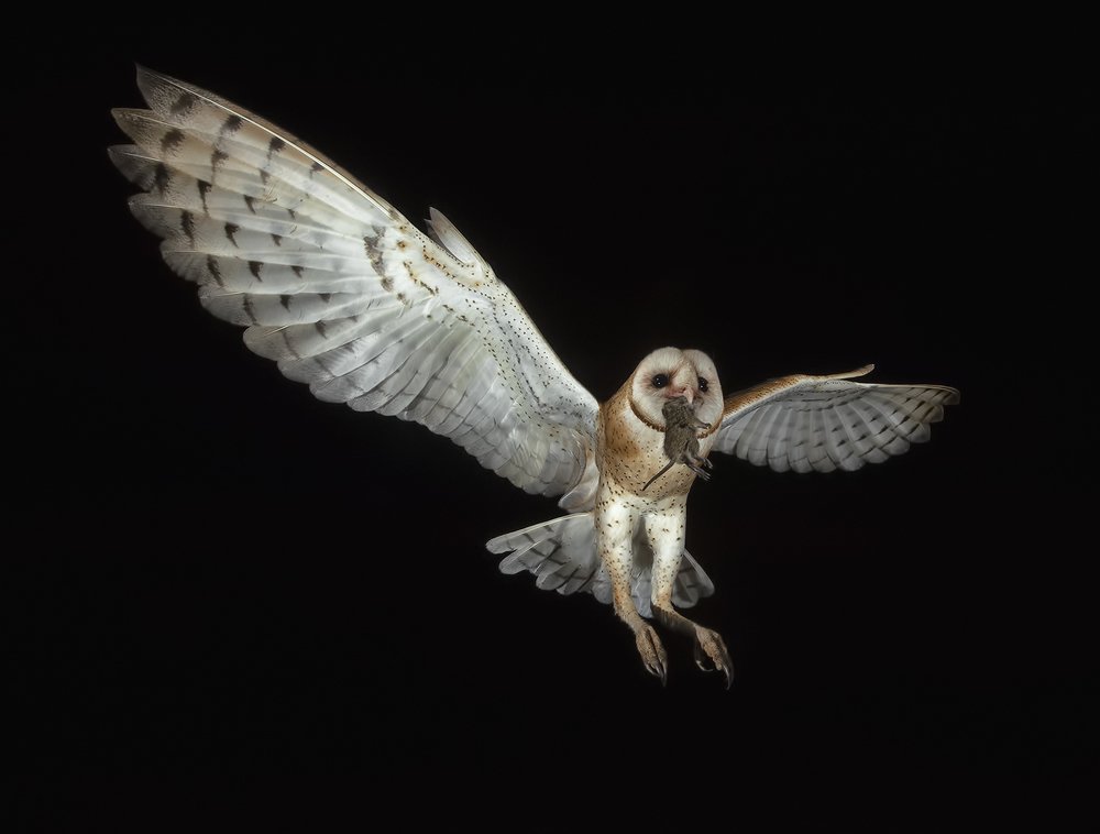 Barn Owl -Обыкновенная сипуха.
